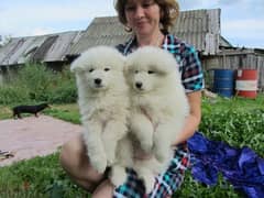 Whatsapp me (+972 55339 0294) Samoyed Puppies