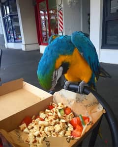 Blue & Gold  Macaw for sale. WHATSAPP. +1 (484) 718‑9164‬ 0