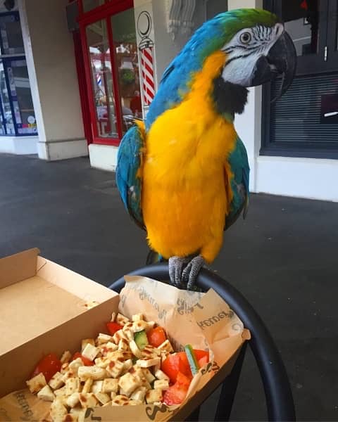 Blue & Gold  Macaw for sale. WHATSAPP. +1 (484) 718‑9164‬ 1