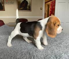 Beagle Puppies Whatsapp Me (+966 58392 1348) 0