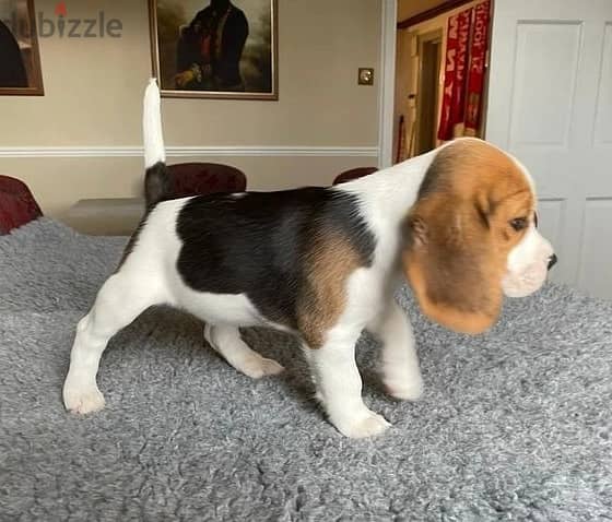 Beagle Puppies Whatsapp Me (+966 58392 1348) 0