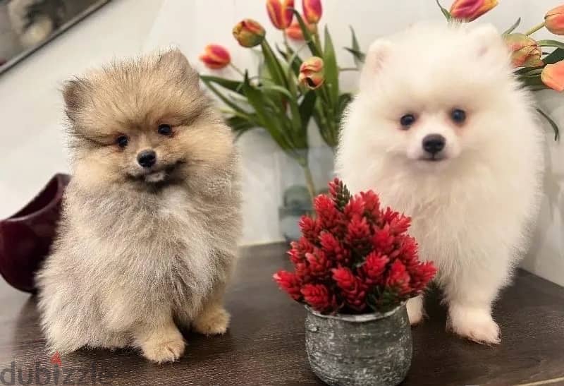 Pomer,anian puppy’s for sale. . WhatsApp: +1(484,)-718‑9164‬ 0
