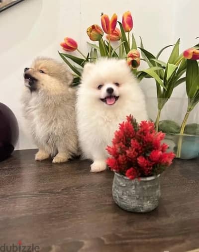 Pomer,anian puppy for sale. . WhatsApp: +1(484,)-718‑9164‬