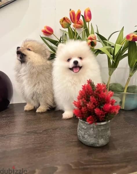 Pomer,anian puppy for sale. . WhatsApp: +1(484,)-718‑9164‬ 0