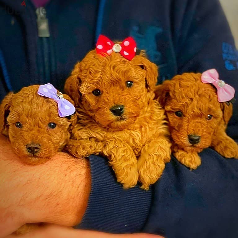 Golden Toy poodle puppies 0
