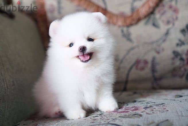 Pomeranian Puppies for sale 1