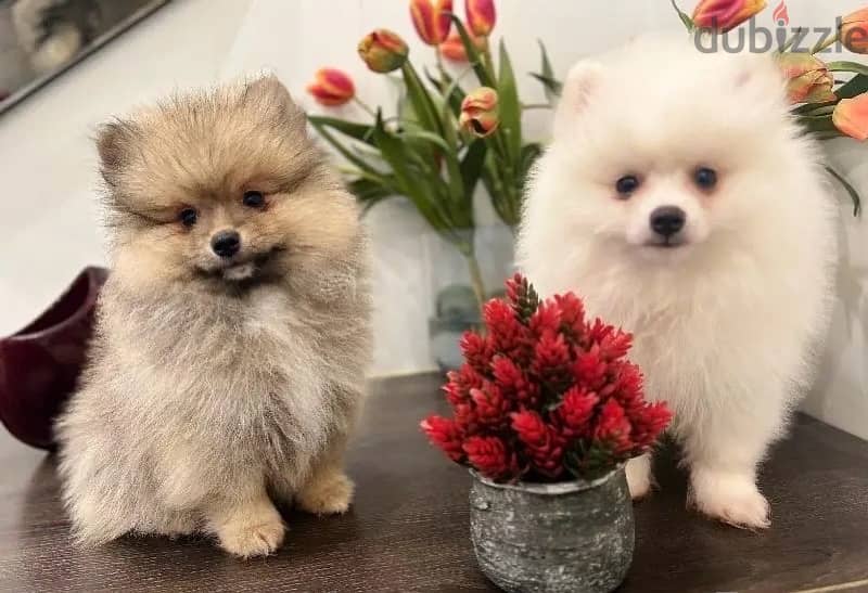 Pomer,anian puppy for sale . . WhatsApp: +1(484,)-718‑9164‬ 1