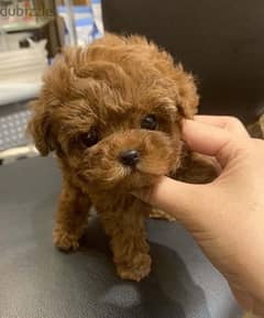Female T-cup poo,dle . . WhatsApp: +1(484,)-718‑9164‬
