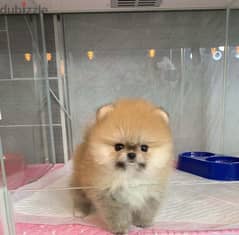 Male Pomer,anian for sale 0
