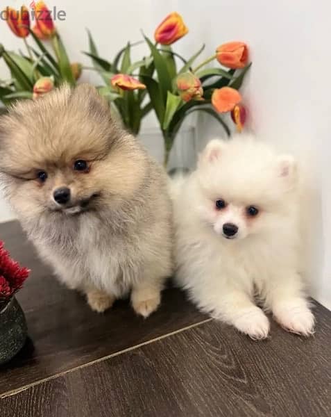 Pomer,anian puppy for sale . WHATSAPP:‪ +1 (484),718‑9164‬ 1