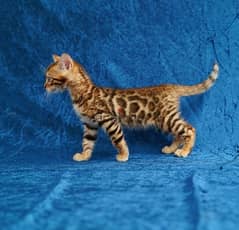 Bengal for sale . . WhatsApp: +1(484,)-718‑9164‬