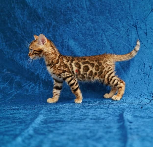 Bengal for sale . . WhatsApp: +1(484,)-718‑9164‬ 0