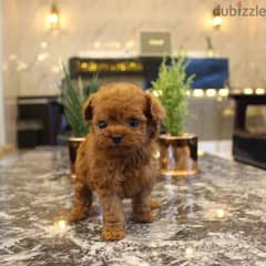 Female Poodle for sale. . WhatsApp: +1(484,)-718‑9164‬