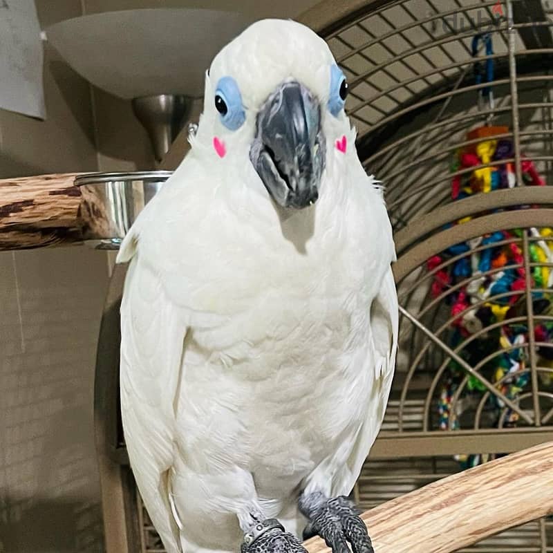 Cockatoo parrots available whatApp+971526421358 0