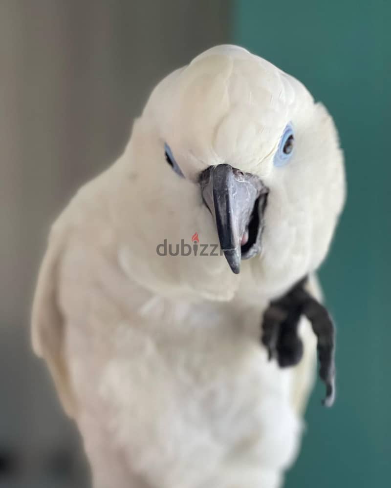 Cockatoo parrots available whatApp+971526421358 1