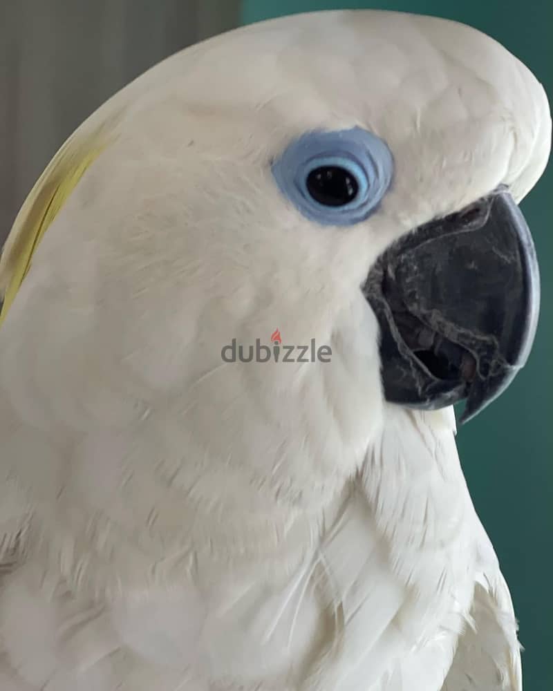 Cockatoo parrots available whatApp+971526421358 2
