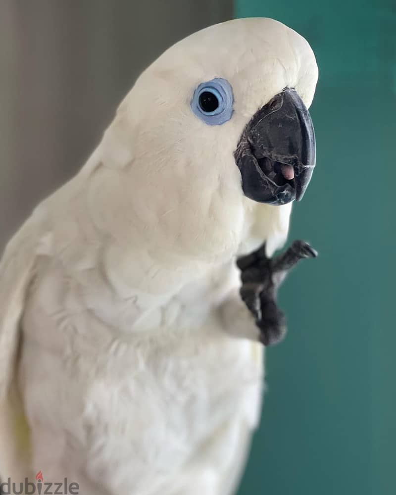 Cockatoo parrots available whatApp+971526421358 3