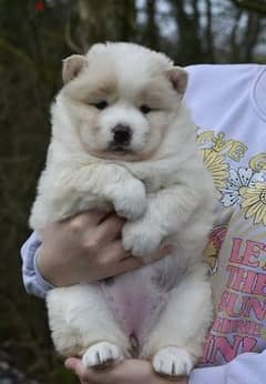 Whatsapp me (+966 57867 9674) Chow Chow Puppies 0