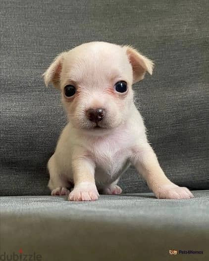 Whatsapp Me (+966 58899 3320) Chihuahua Puppies 1