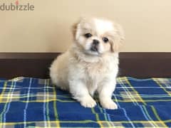Whatsapp me (+46 7361 69177)  Pekingese Puppies 0