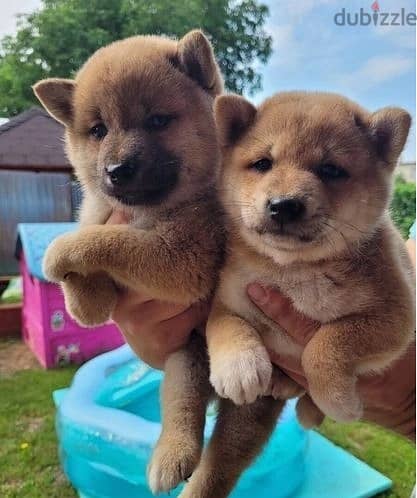 Whatsapp Me +966588993320 Shiba Inu Puppies 1