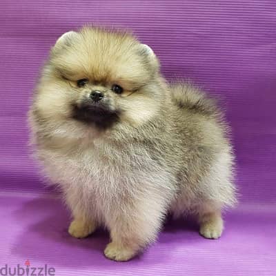 Cream male Pom for sale . WhatsApp: +1(484,)-718‑9164‬