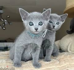 Whatsapp me (+966 57867 9674) Rus-sian Blue Cats 0