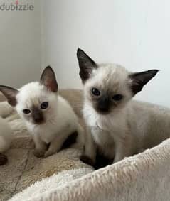 Whatsapp me (+372 5639 0026) Siamese Cats