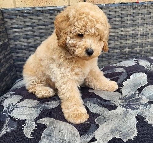 Whatsapp me (+972 55339 0294) Toy Poodle Puppies 0