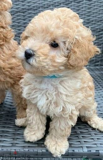 Whatsapp me (+46 7361 69177) Toy Poodle Puppies 1