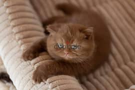 British shorthair kitten available whatApp number+971526421358