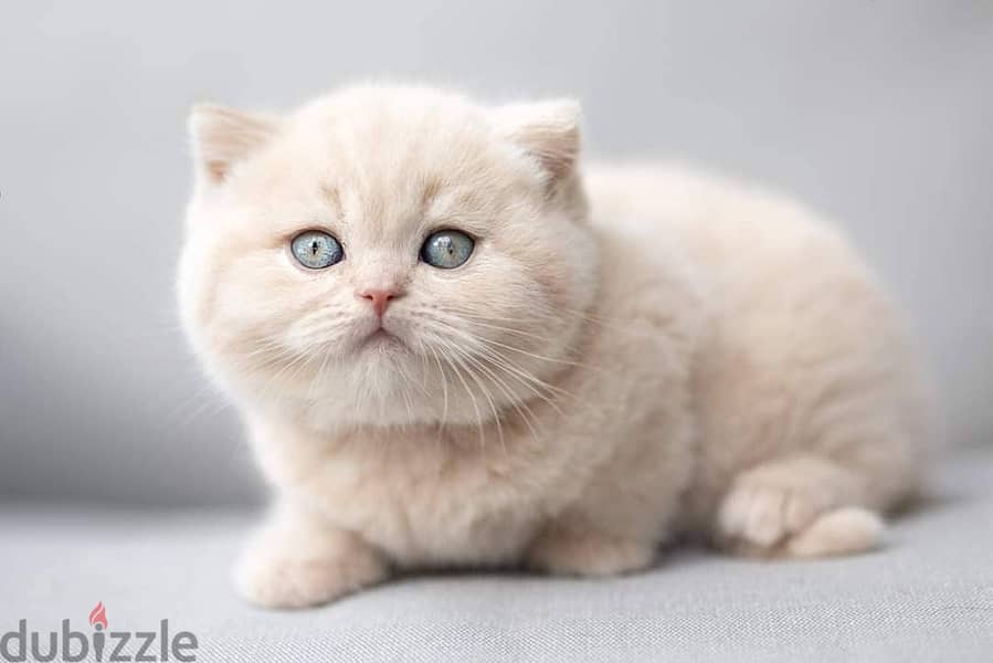 British shorthair kitten available whatApp number+971526421358 1