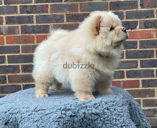 Whatsapp Me (+966 58392 1348) Chow Chow Puppies 0