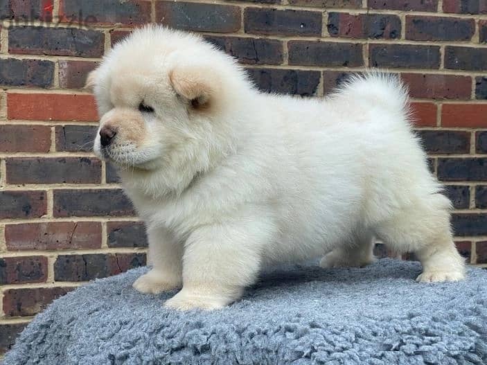 Whatsapp Me (+966 58392 1348) Chow Chow Puppies 1