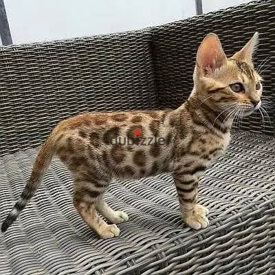 Whatsapp Me (+966 58392 1348) Savannah Cats 0