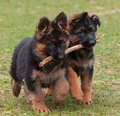 Whatsapp Me +972555074990 G-Shepherd Puppies