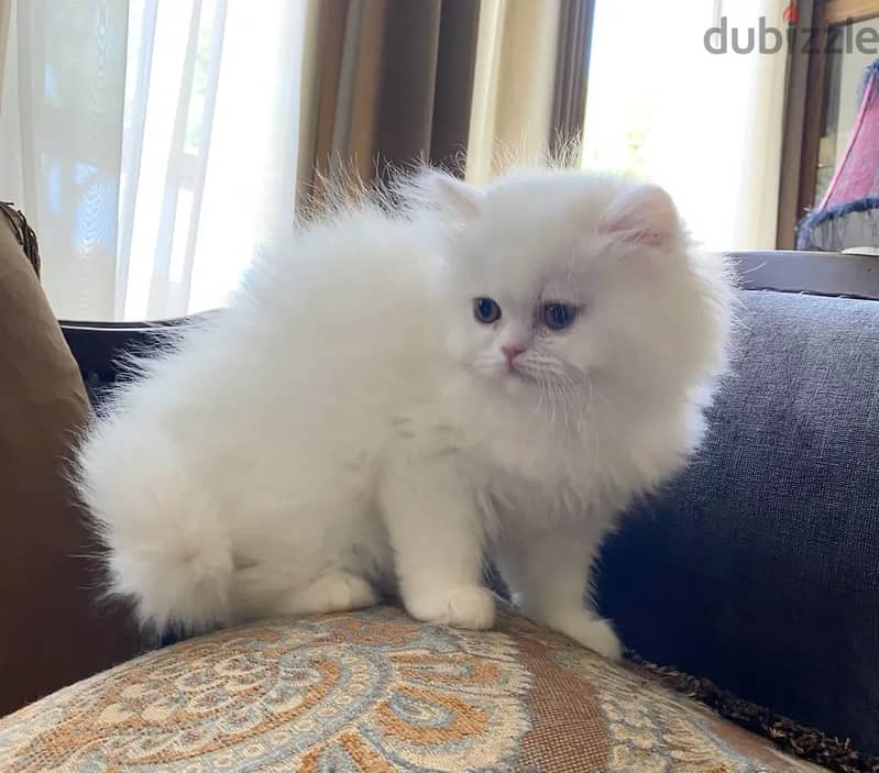Cute Persian  Kitten 0
