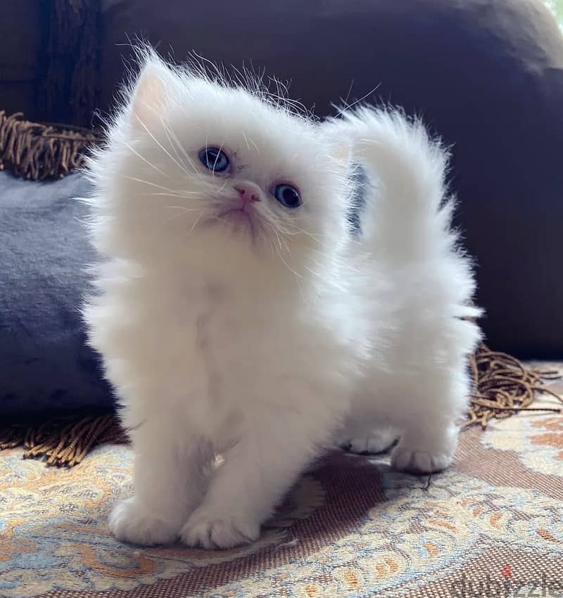 Cute Persian  Kitten 1