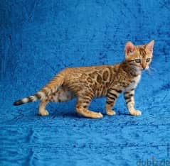 Female Bengal  for sale