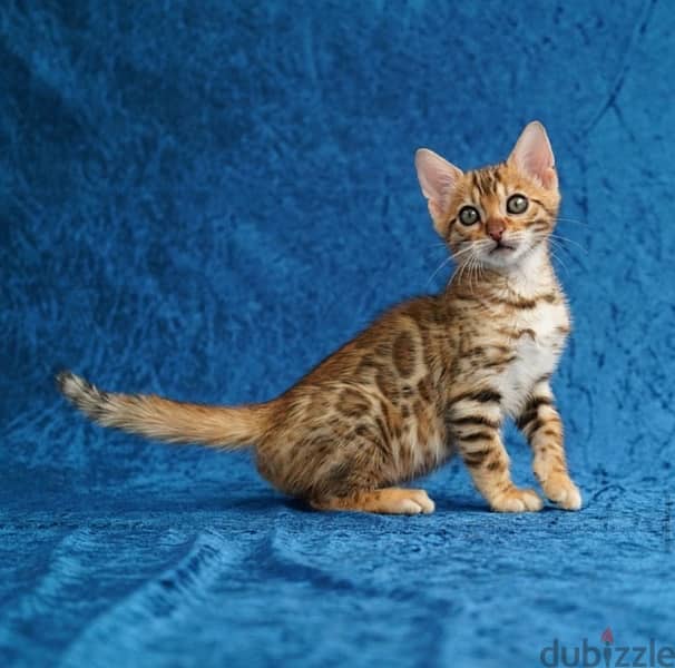Female Bengal  for sale 1