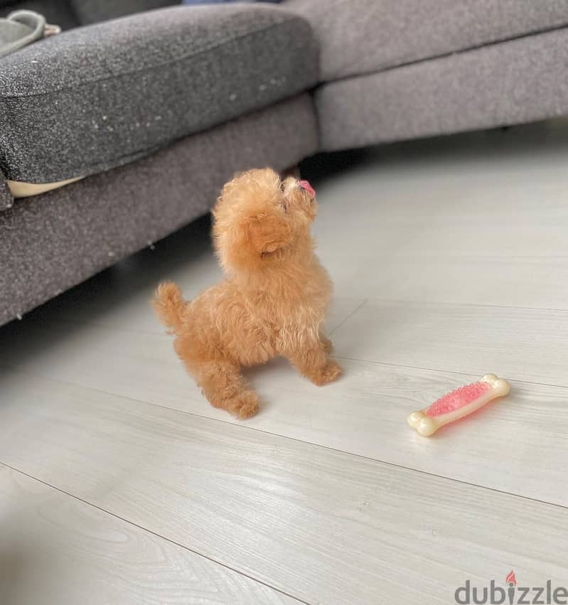 Mini Toy Poodle 1
