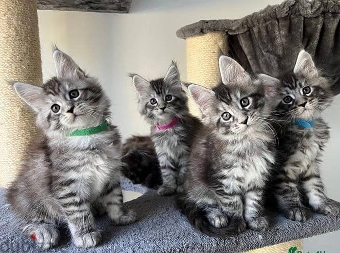 Whatsapp me (+972 55339 0294) Maine Coon Cats 1