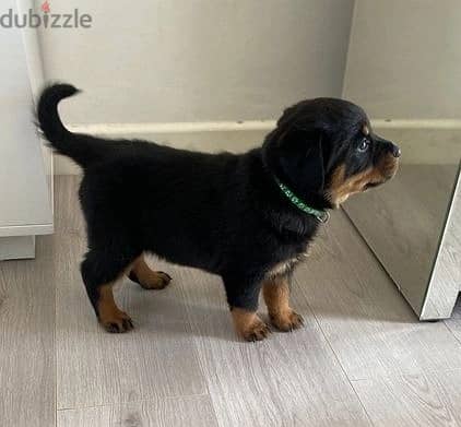 Whatsapp Me +966588993320 Rottweiller Puppies 1