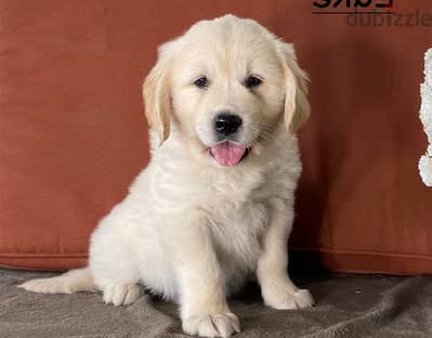 Whatsapp Me +966583921348 Golden Retriever Puppies