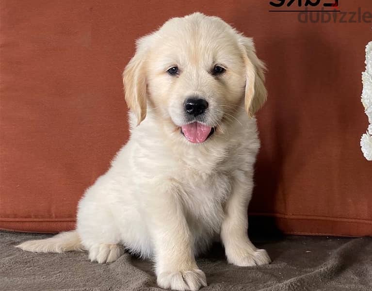 Whatsapp Me +966583921348 Golden Retriever Puppies 0