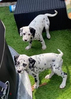 Whatsapp me (+972 55339 0294) Dalmatian Puppies