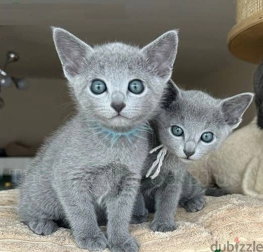 hatsapp me (+966 57867 9674) Rus-sian Blue Cat 1