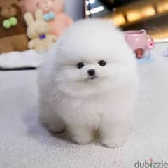 Pomeranian Puppies// Whatsapp +971552543679 0
