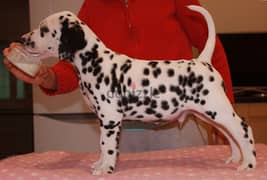 Whatsapp me (+467 0018 7972) Dalmatian Puppies