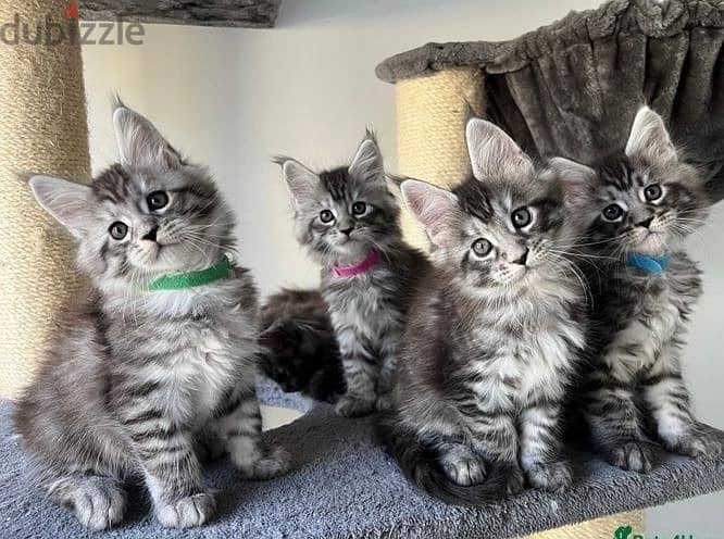 Whatsapp me (+972 55339 0294) Maine Coon Cats 0